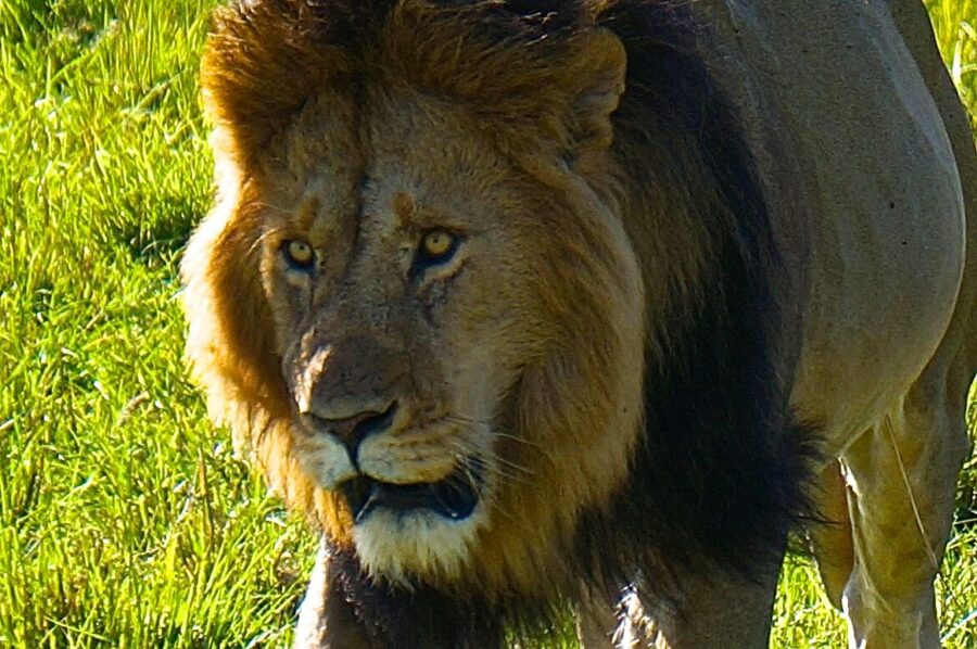 Enter The Masai Mara In Kenya Backpackingman Enter The Masai Mara In Kenya Backpackingman