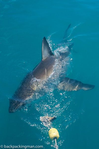 great-white-shark-south-africa