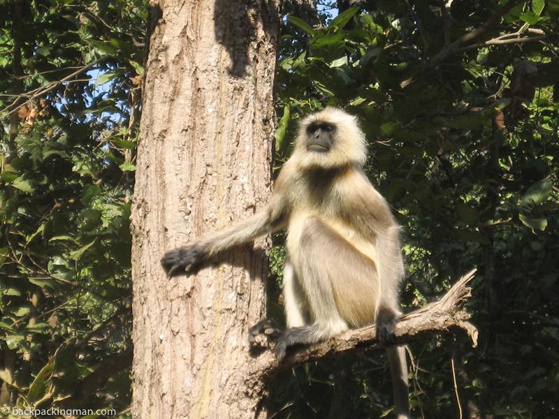 monkey india 