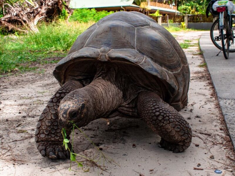 Seychelles wildlife
