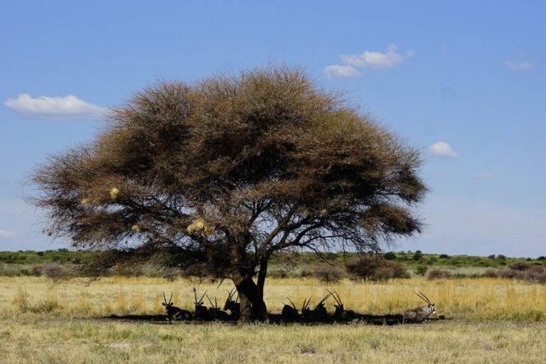 Safest Country In Africa To Visit In 2024 Backpackingman