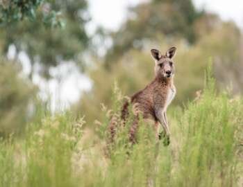 Kangaroo in grass, best books about Australia inspiration.