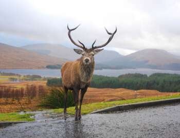 stag books about Scotland