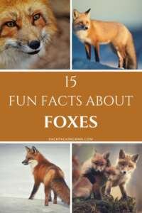 15 Fun Facts About Foxes - Backpackingman