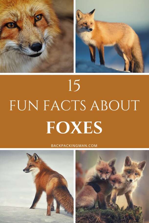 15 Fun Facts About Foxes Backpackingman
