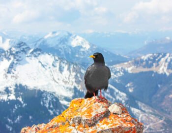 Top 10 Birds of The Alps To See alpine-chough-birds of the alps