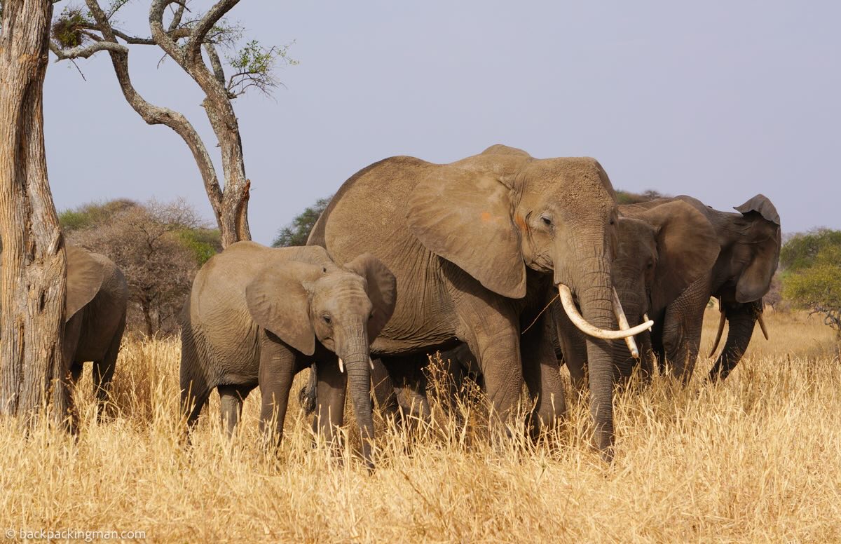 tanzania animal safari